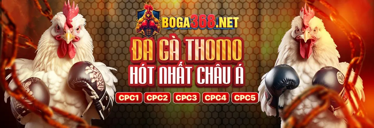 Sân đấu đá gà kịch tính tại 8us link vào